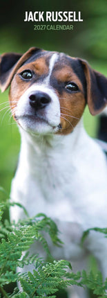 Magnet & Steel Jack Russell Terrier Kalender 2027 Slimline