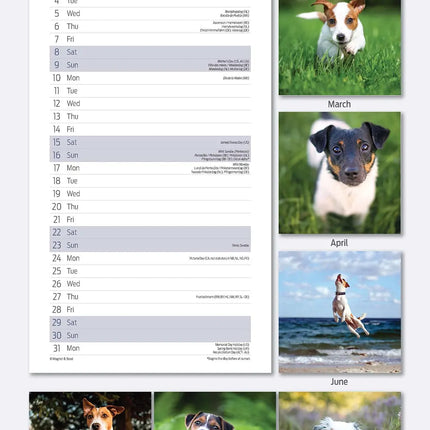 Magnet & Steel Jack Russell Terrier Kalender 2027 Slimline