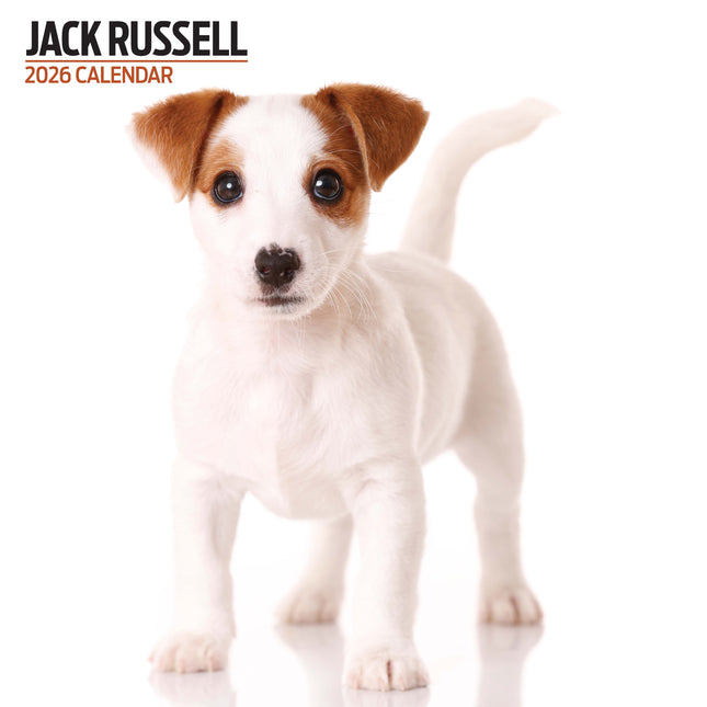 Magnet & Steel Jack Russell Terrier Modern Kalender 2026