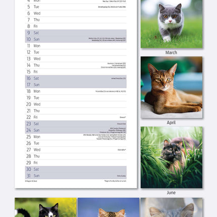 Magnet & Steel Katten Kalender 2026 Slimline