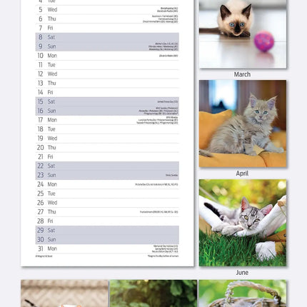 Magnet & Steel Kittens Kalender 2027 Slimline