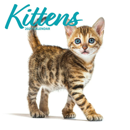 Magnet & Steel Kittens Modern Kalender 2027