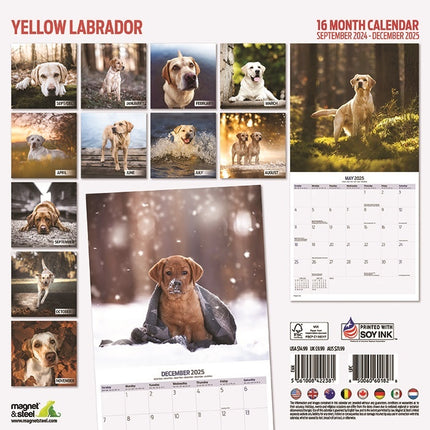 Magnet & Steel Labrador Retriever Blond Kalender 2025