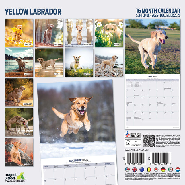 Magnet & Steel Labrador Retriever Blond Kalender 2026