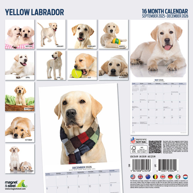 Magnet & Steel Labrador Retriever Blond Modern Kalender 2026