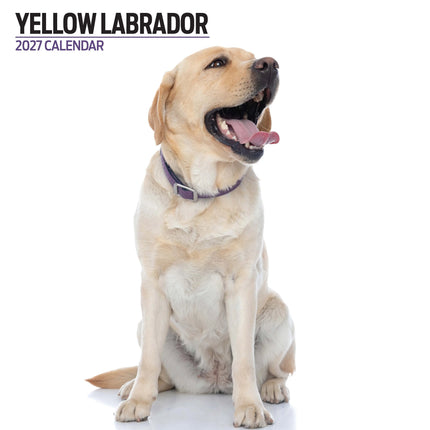 Magnet & Steel Labrador Retriever Blond Modern Kalender 2026