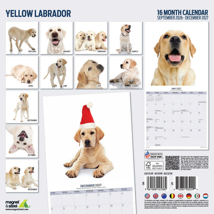 Magnet & Steel Labrador Retriever Blond Modern Kalender 2026