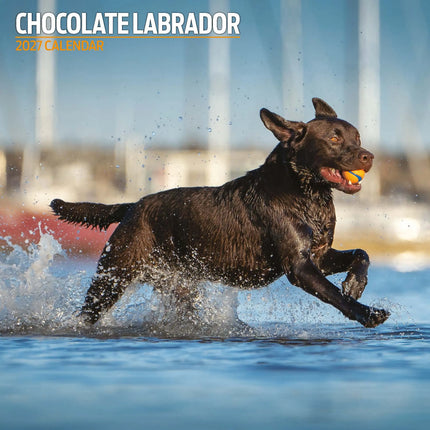 Magnet & Steel Labrador Retriever Bruin Kalender 2027
