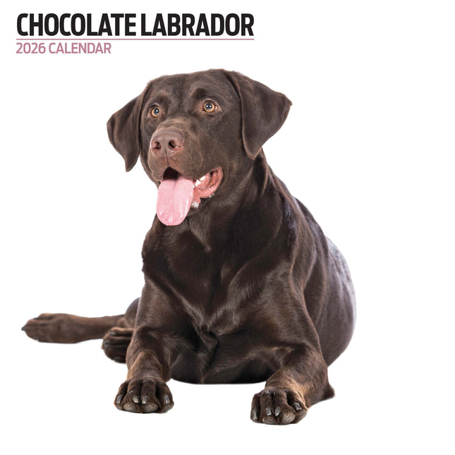 Magnet & Steel Labrador Retriever Bruin Modern Kalender 2026