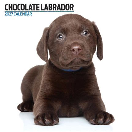 Magnet & Steel Labrador Retriever Bruin Modern Kalender 2026