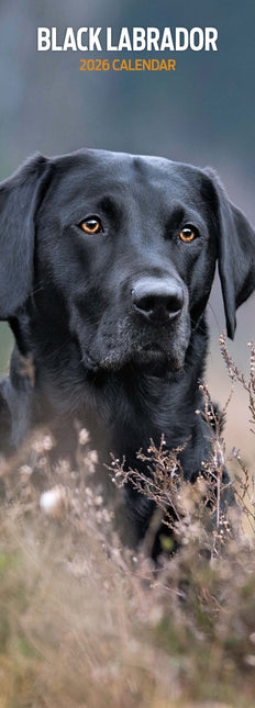 Magnet & Steel Labrador Retriever Kalender Zwart 2026 Slimline