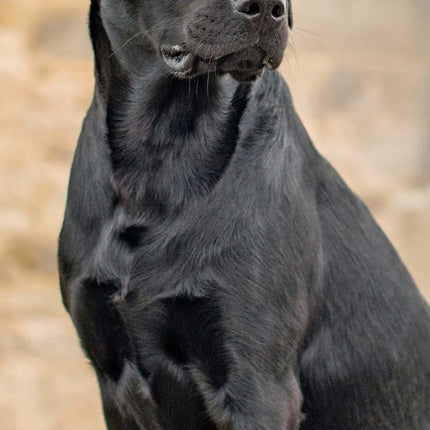 Magnet & Steel Labrador Retriever Kalender Zwart 2027 Slimline