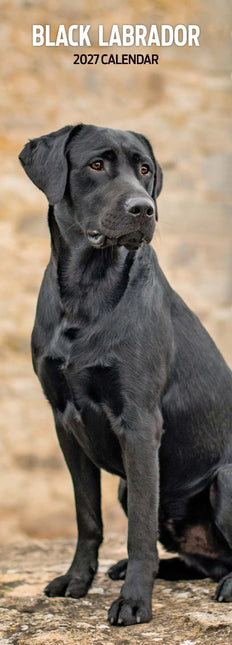 Magnet & Steel Labrador Retriever Kalender Zwart 2027 Slimline