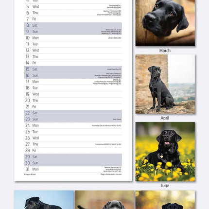 Magnet & Steel Labrador Retriever Kalender Zwart 2027 Slimline