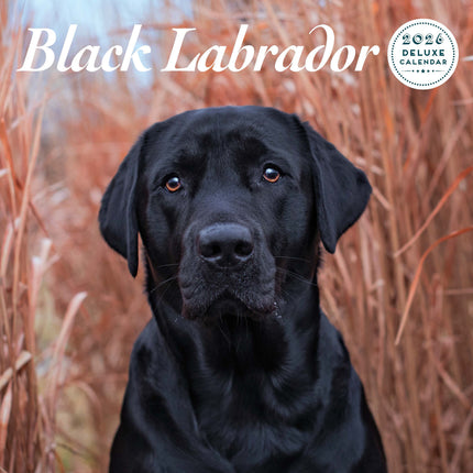 Magnet & Steel Labrador Retriever Zwart Kalender 2027 Deluxe