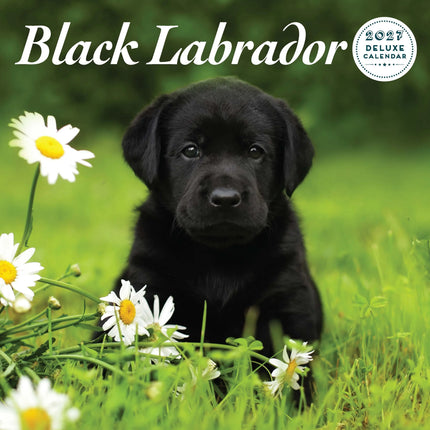 Magnet & Steel Labrador Retriever Zwart Kalender 2027 Deluxe