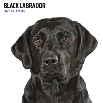 Magnet & Steel Labrador Retriever Zwart Modern Kalender 2026