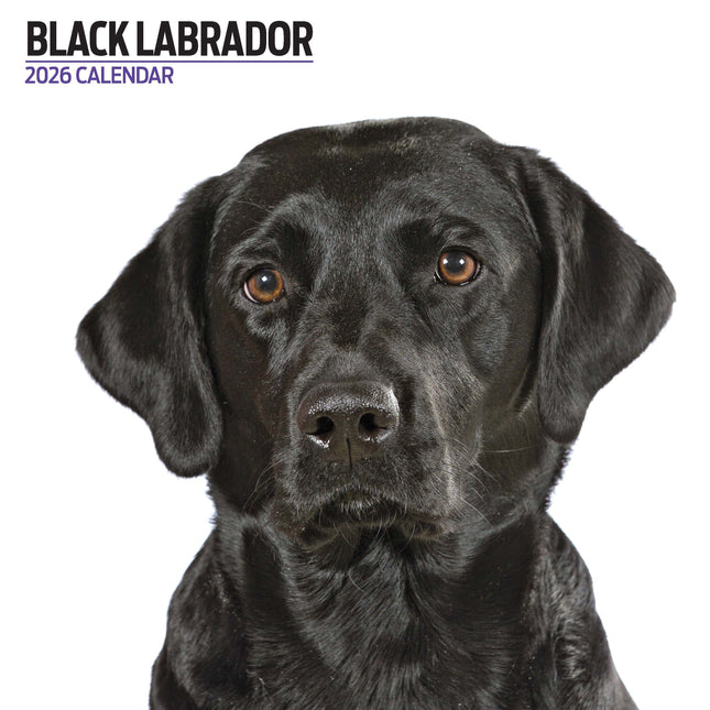Magnet & Steel Labrador Retriever Zwart Modern Kalender 2027