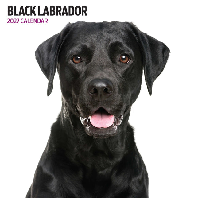 Magnet & Steel Labrador Retriever Zwart Modern Kalender 2027