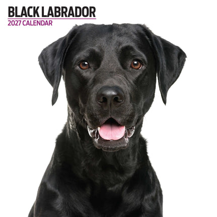 Magnet & Steel Labrador Retriever Zwart Modern Kalender 2027