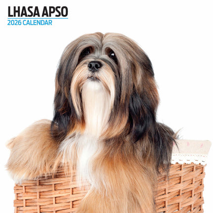 Magnet & Steel Lhasa Apso Modern Kalender 2026