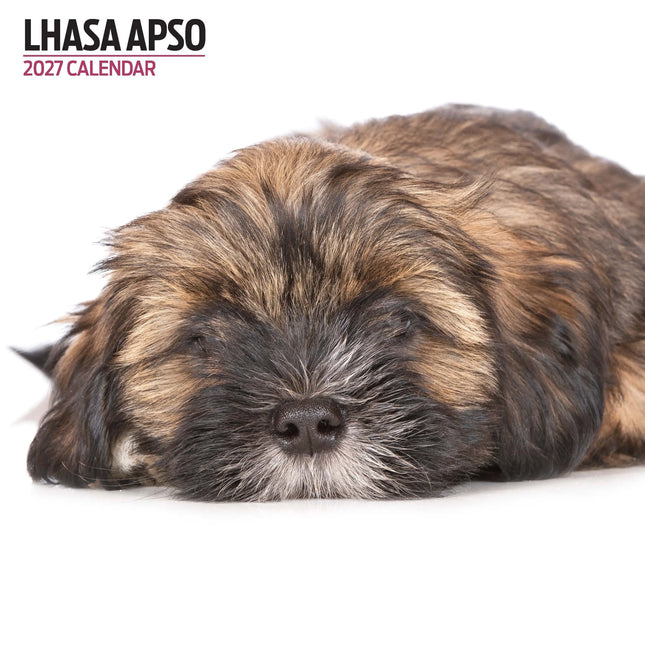 Magnet & Steel Lhasa Apso Modern Kalender 2026
