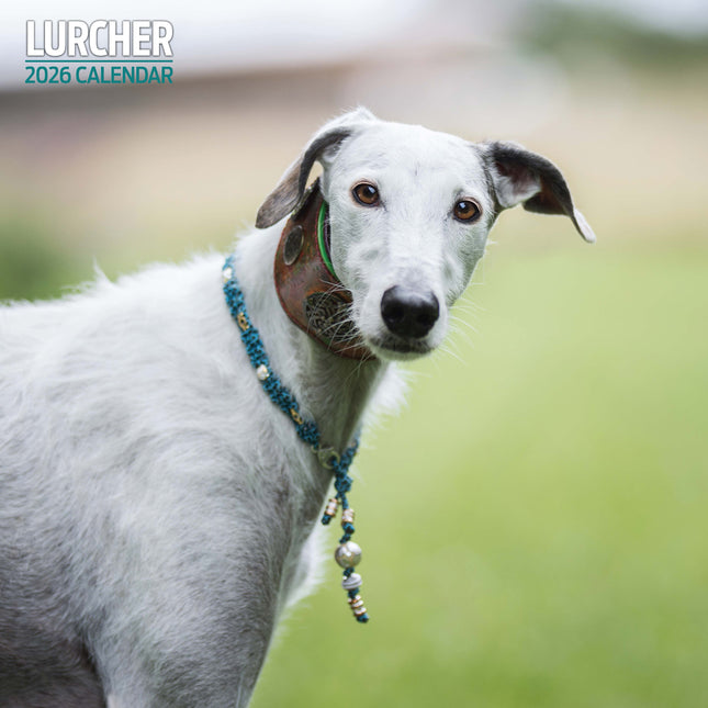 Magnet & Steel Lurcher Kalender 2026