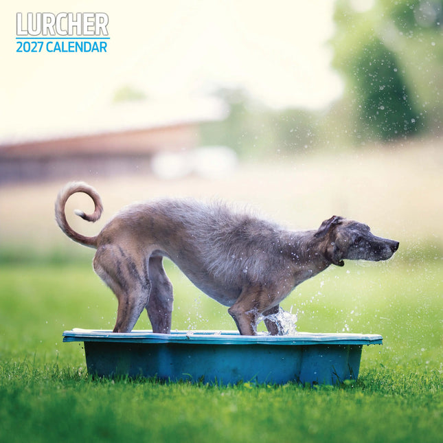 Magnet & Steel Lurcher Kalender 2026