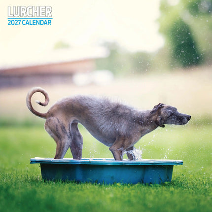 Magnet & Steel Lurcher Kalender 2026