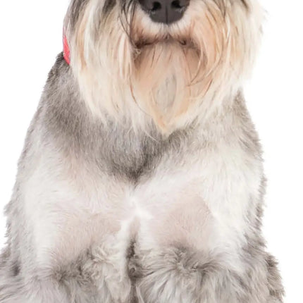 Magnet & Steel Miniatuur Schnauzer Kalender 2026 Slimline