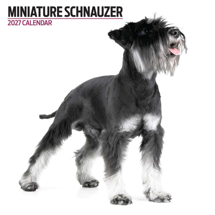 Magnet & Steel Miniatuur Schnauzer Modern Kalender 2026