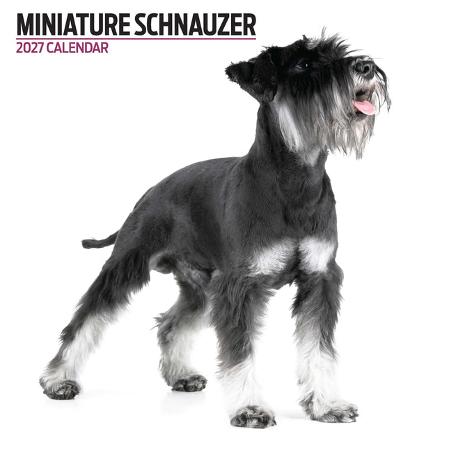 Magnet & Steel Miniatuur Schnauzer Modern Kalender 2027