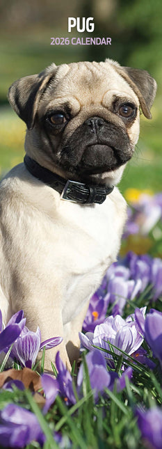 Magnet & Steel Mopshond Kalender 2026 Slimline