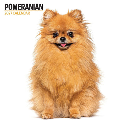 Magnet & Steel Pomeranian Modern Kalender 2027