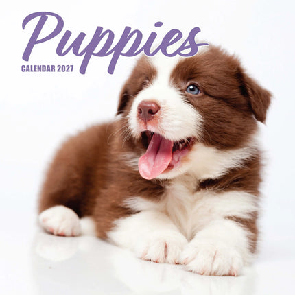 Magnet & Steel Puppies Kalender 2027