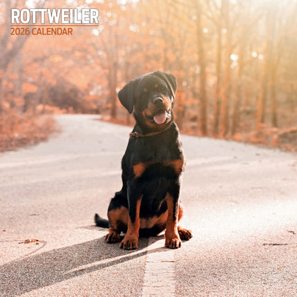 Magnet & Steel Rottweiler Kalender 2027