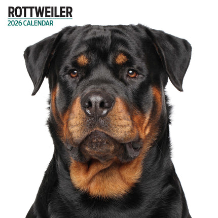 Magnet & Steel Rottweiler Modern Kalender 2027