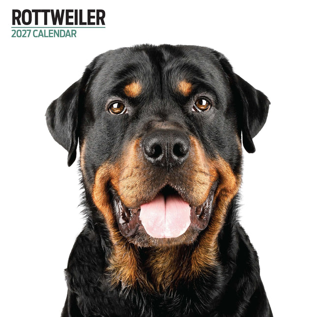 Magnet & Steel Rottweiler Modern Kalender 2027