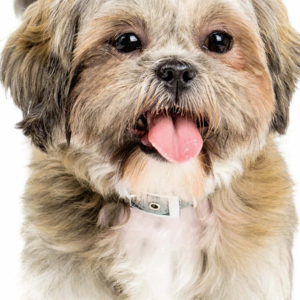 Magnet & Steel Shih Tzu Kalender 2027 Slimline