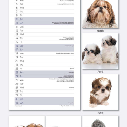 Magnet & Steel Shih Tzu Kalender 2027 Slimline