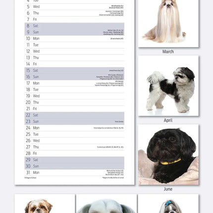 Magnet & Steel Shih Tzu Kalender 2027 Slimline