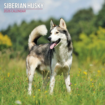 Magnet & Steel Siberian Husky Kalender 2027