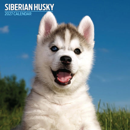 Magnet & Steel Siberian Husky Kalender 2027