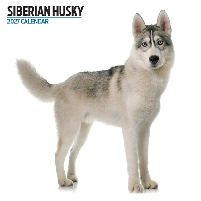 Magnet & Steel Siberian Husky Modern Kalender 2027