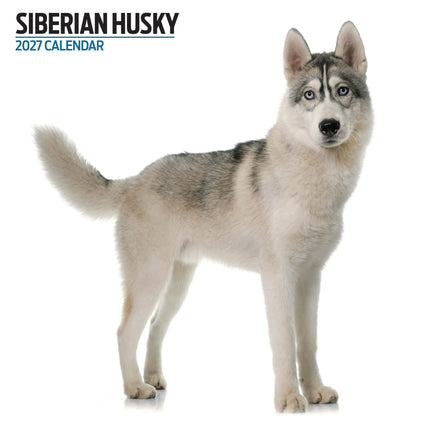 Magnet & Steel Siberian Husky Modern Kalender 2027