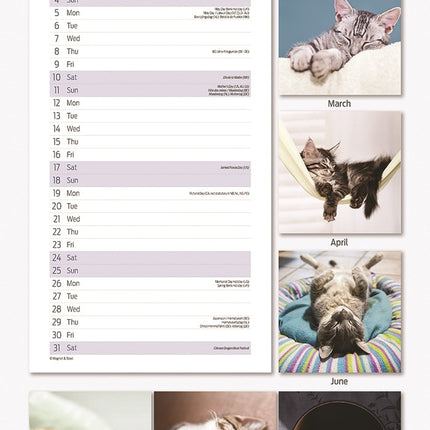 Magnet & Steel Sleepy Cat Kalender 2025 Slimline