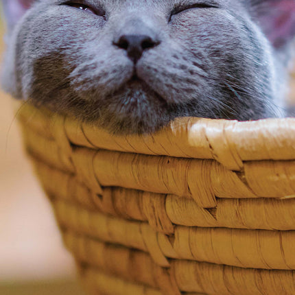 Magnet & Steel Sleepy Cat Kalender 2026 Slimline