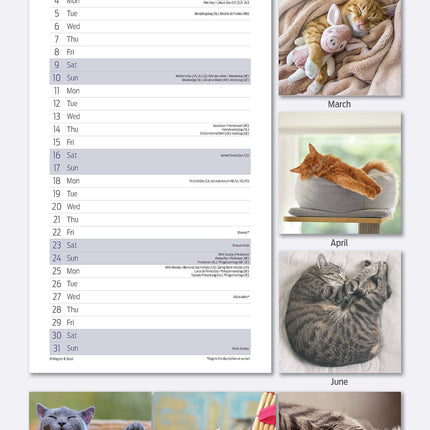 Magnet & Steel Sleepy Cat Kalender 2026 Slimline
