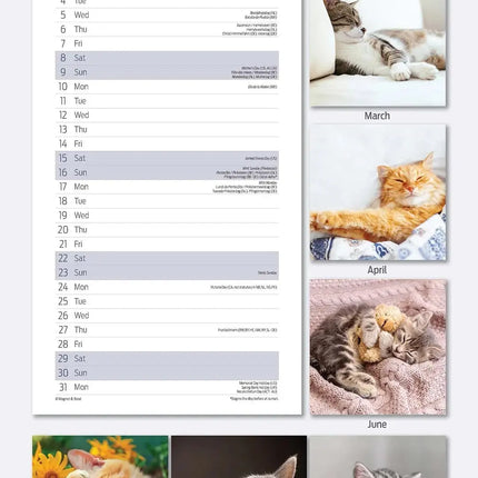 Magnet & Steel Sleepy Cat Kalender 2026 Slimline