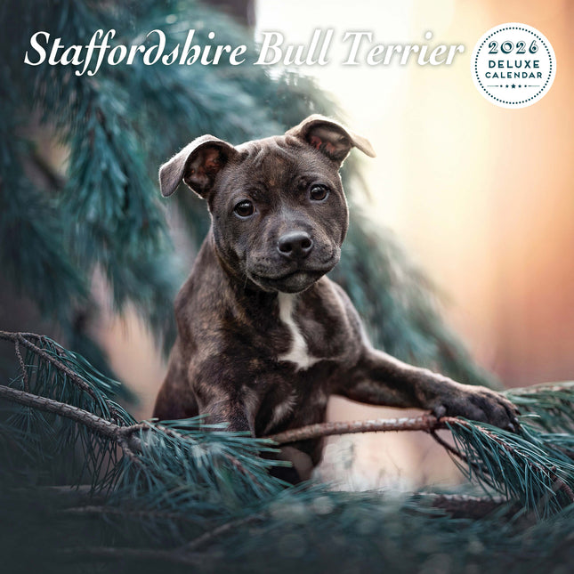 Magnet & Steel Staffordshire Bull Terrier Kalender 2026 Deluxe